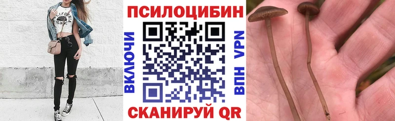 наркошоп  Саяногорск  Псилоцибиновые грибы GOLDEN TEACHER 